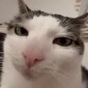 stare