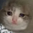 sad_cat4