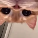 meowwwww