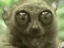 eyes eyes