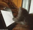 angry_cat