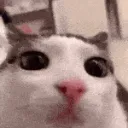 eyes_cat
