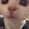 starecat