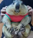 CozyMarmot CozyMarmot