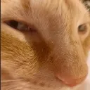 sus
