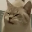 ayecaramba ayecaramba