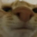 gato