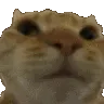 e_5_cat_no