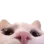 Catlurk catlurk Discord Emoji