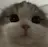 catstare Discord Emoji