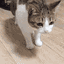 :CatDead: