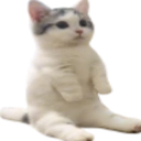 :CatSittingVeryComfortable: