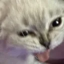 bleh
