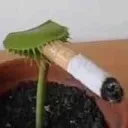 Smokingplant