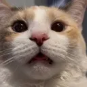 HolyFishCat