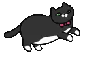 BlackCat2a