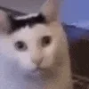 CatHuh