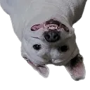 batdog batdog