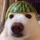 melondog