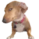 sideeyedog sideeyedog