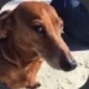 Greatdog Greatdog