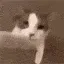 catkiss
