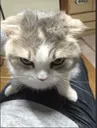 gremlin