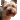 confused_dog