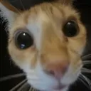 STARE