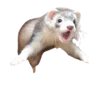 Ferret_attack