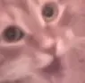 catsans