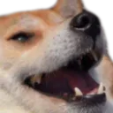 smile_dog
