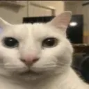 Cat cat Discord Emoji