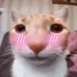 iscute iscute
