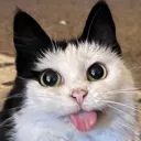 CatMlem2