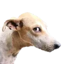 sideeye_dog