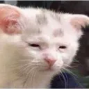 eepykitty Discord Emoji