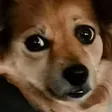 diibaSGlare