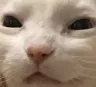valCatStare valCatStare