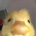 nub_peaking_duck