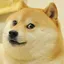 doge doge