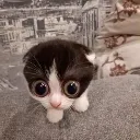bigeyescat