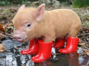 SchweinmitGummistiefeln Discord emoji