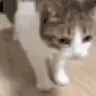 OHNYOCATJUSTDIEDPEEPOSAD