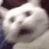 BDIVCatPanic