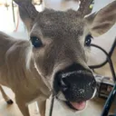 deerp2 deerp2