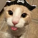 sillyleroydacat
