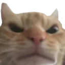 echat_cattoAngry echat_cattoAngry