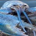 Bluelobster Discord Emoji