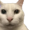 cannyCat